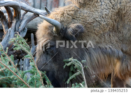 Bison grazing on green foliage near wooden logs in a natural habitat, showcasing its thick fur and prominent horns in a serene outdoor setting Bison grazing on green foliage near wooden logs in a natural habitat, showcasing its thick fur and prominent horns in a serene outdoor setting 139435253