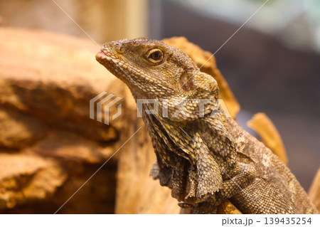 Close-up of a bearded dragon lizard perched on a rock, showcasing its textured skin and distinctive features in a naturalistic habitat setting Close-up of a bearded dragon lizard perched on a rock, showcasing its textured skin and distinctive features in a naturalistic habitat setting 139435254