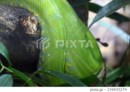 Green tree python coiled around a branch surrounded by lush green foliage in a tropical rainforest environment showcasing vibrant colors and textures Green tree python coiled around a branch surrounded by lush green foliage in a tropical rainforest environment showcasing vibrant colors and textures 139435274