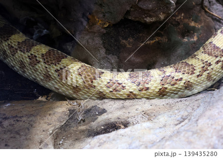Yellow and brown patterned snake resting on rocky surface in a natural habitat, showcasing scales and texture in a close-up view Yellow and brown patterned snake resting on rocky surface in a natural habitat, showcasing scales and texture in a close-up view 139435280