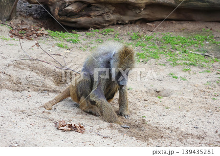 Baboon sitting on sandy ground, grooming itself with a focus on its fur texture and surrounding natural elements in a wildlife habitat Baboon sitting on sandy ground, grooming itself with a focus on its fur texture and surrounding natural elements in a wildlife habitat 139435281