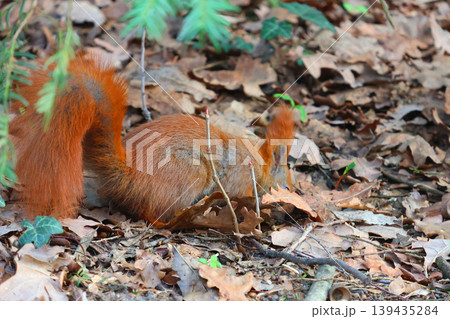 Red squirrel foraging on the forest floor covered with dry leaves and twigs, surrounded by green foliage and natural woodland environment Red squirrel foraging on the forest floor covered with dry leaves and twigs, surrounded by green foliage and natural woodland environment 139435284