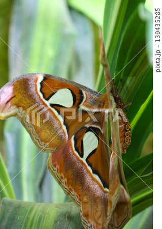 Large butterfly with vibrant orange and brown wings resting on green leaves in a tropical garden, showcasing intricate patterns and textures of nature Large butterfly with vibrant orange and brown wings resting on green leaves in a tropical garden, showcasing intricate patterns and textures of nature 139435285