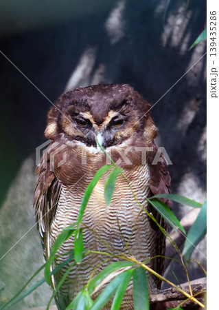 Brown owl perched among green foliage, displaying intricate feather patterns and a focused expression, blending into its natural habitat in a forest setting 139435286