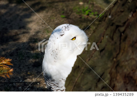 Snowy owl partially hidden behind a tree trunk, showcasing its distinctive white feathers and bright yellow eye in a natural outdoor setting Snowy owl partially hidden behind a tree trunk, showcasing its distinctive white feathers and bright yellow eye in a natural outdoor setting 139435289