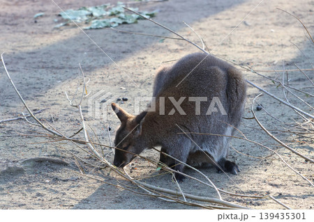 Australian Wildlife: Wallaby Foraging in Sunlit Habitat for Nature Conservation Theme Australian Wildlife: Wallaby Foraging in Sunlit Habitat for Nature Conservation Theme 139435301