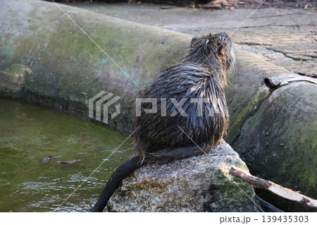 Back View of a Wet Nutria Resting on Rock by Green Pond Back View of a Wet Nutria Resting on Rock by Green Pond 139435303