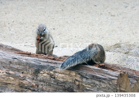 Wildlife Scene of Ground Squirrels Feeding and Playing in Natural Habitat Wildlife Scene of Ground Squirrels Feeding and Playing in Natural Habitat 139435308
