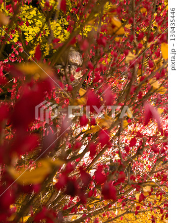 紅葉した赤と黄色の葉っぱ 139435446