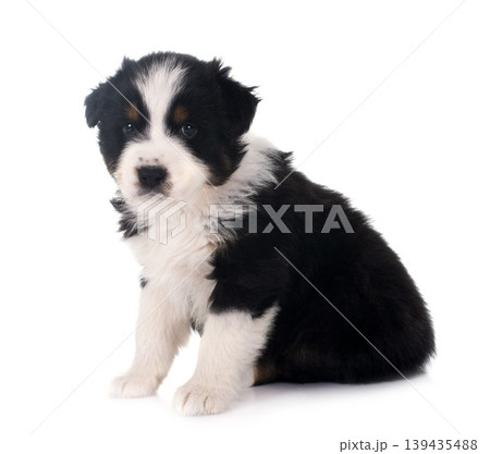 puppy australian shepherd 139435488