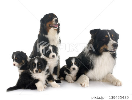 australian shepherd family australian shepherd family 139435489