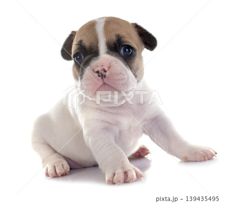 puppy french bulldog puppy french bulldog 139435495