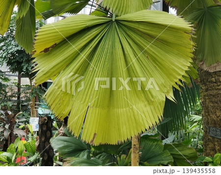 熱帯植物・ウチワヤシの巨大な葉っぱ-2 139435558