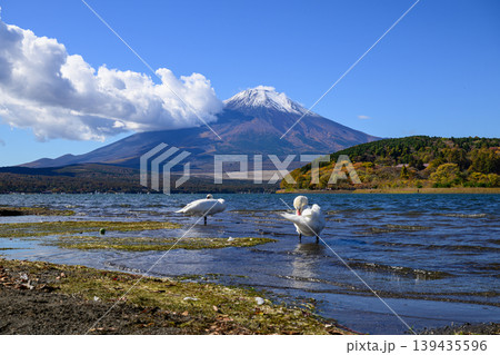 少し雪を抱いた初秋の富士山と山中湖の白鳥たち 139435596