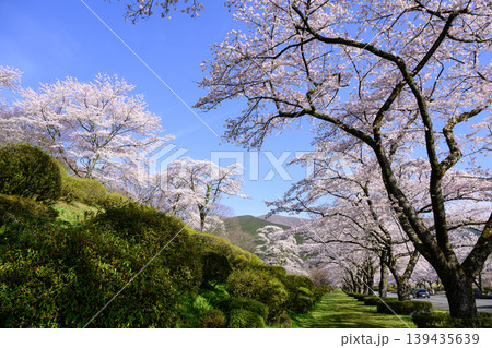 桜百景春の富士霊園の桜並木 139435639