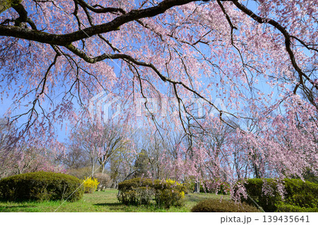 桜百景春の富士霊園の枝垂れ桜 139435641
