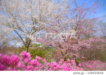 桜百景春の富士霊園の桜とピンクツツジ 桜百景春の富士霊園の桜とピンクツツジ 139435648