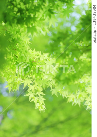 新緑のカエデの葉 新緑のカエデの葉 139435984