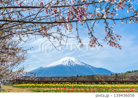 チューリップと桜と富士山　山中湖 139436056