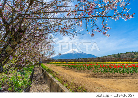 チューリップと桜と富士山　山中湖 139436057