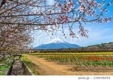 チューリップと桜と富士山 山中湖 チューリップと桜と富士山 山中湖 139436058