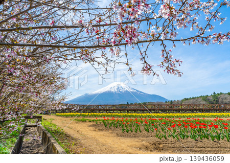 チューリップと桜と富士山 山中湖 チューリップと桜と富士山 山中湖 139436059