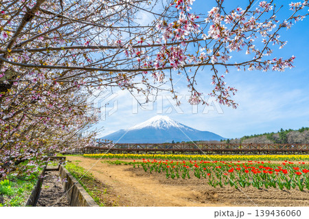 チューリップと桜と富士山 山中湖 チューリップと桜と富士山 山中湖 139436060