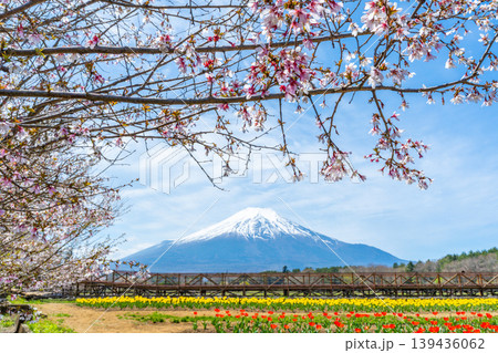 チューリップと桜と富士山　山中湖 139436062