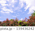 青空と白い雲　赤と緑のカラフルな葉っぱ　見上げる自然風景 139436242