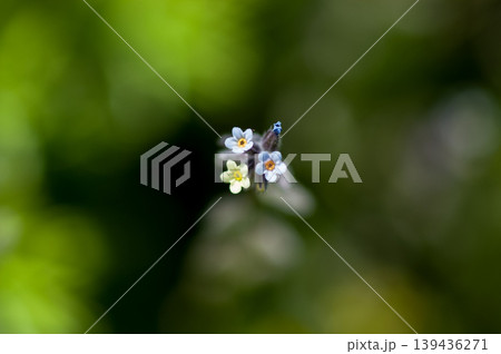 花の色が変化する勿忘草(ミオソティス・ディスカラー:myosotis discolor) 花の色が変化する勿忘草(ミオソティス・ディスカラー:myosotis discolor) 139436271