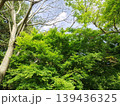 新緑の木と青空　見上げる森の風景 139436325