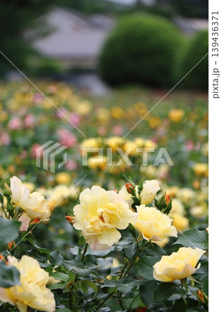 華やかな黄色いバラと色とりどりの背景 139436371