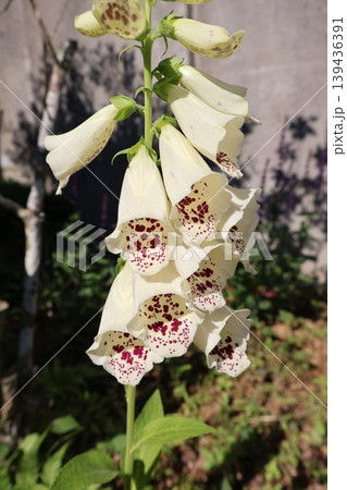 種から育てたジギタリスの花が咲いた 種から育てたジギタリスの花が咲いた 139436391