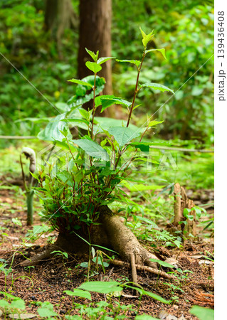ジャングルの様な自然の森の中の植物たち ジャングルの様な自然の森の中の植物たち 139436408