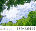 青空を見上げる新緑のモミジと初夏の白い雲の背景素材 139436415