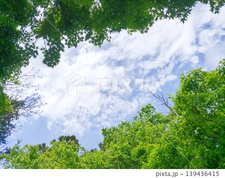青空を見上げる新緑のモミジと初夏の白い雲の背景素材 139436415
