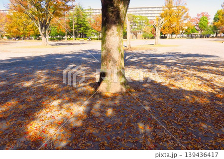 欅の枯れ葉の散った冬の朝の住宅地の公園風景 139436417