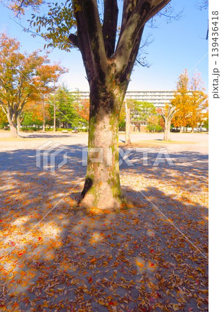 欅の枯れ葉の散った冬の朝の住宅地の公園風景 139436418