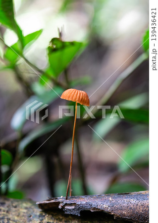 An orange pinwheels or thin-stemmed mushrooms in national park. 139436421