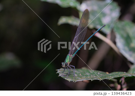 A damselfly clinging to green leaf in national park. 139436423