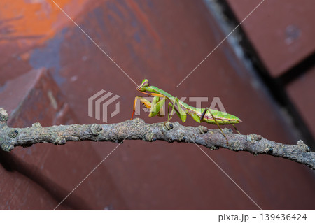 A Praying Mantis, standing on branch in national park. A Praying Mantis, standing on branch in national park. 139436424