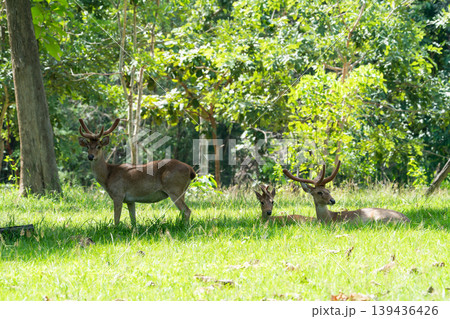 Eld's deers or brow-antlered deers standing and laying down on grass in Huai Kha Khaeng Wildlife Sanctuary in Thailand. Eld's deers or brow-antlered deers standing and laying down on grass in Huai Kha Khaeng Wildlife Sanctuary in Thailand. 139436426