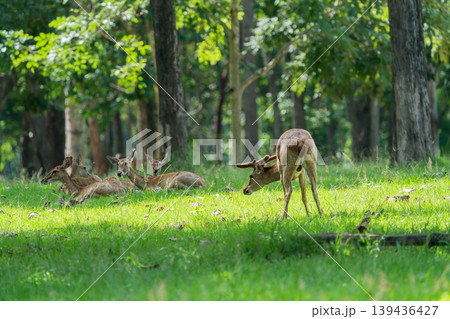 Eld's deers or brow-antlered deers standing and laying down on grass in Huai Kha Khaeng Wildlife Sanctuary in Thailand. Eld's deers or brow-antlered deers standing and laying down on grass in Huai Kha Khaeng Wildlife Sanctuary in Thailand. 139436427