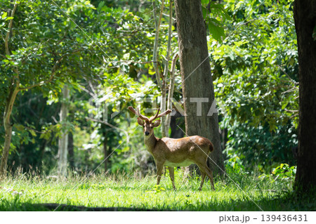 An Eld's deer or brow-antlered deer standing on grass in Huai Kha Khaeng Wildlife Sanctuary in Thailand. An Eld's deer or brow-antlered deer standing on grass in Huai Kha Khaeng Wildlife Sanctuary in Thailand. 139436431
