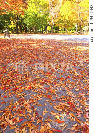 欅の枯れ葉の散った冬の朝の住宅地の公園風景 139436442