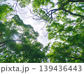 新緑の木々と木漏れ日が美しい初夏の森を見上げる背景素材 139436443