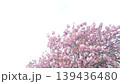 白背景に映える満開の八重桜（ボタンザクラ）と広いコピースペース 139436480