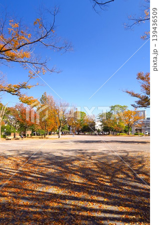 欅の枯れ葉の散った冬の朝の住宅地の公園風景 欅の枯れ葉の散った冬の朝の住宅地の公園風景 139436509