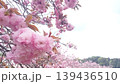 満開の八重桜のアップと春の風景が広がるコピースペース付き背景 139436510
