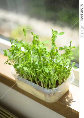 水耕栽培で育てた豆苗 139436515